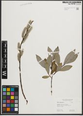 Foto von Salix phylicifolia L.